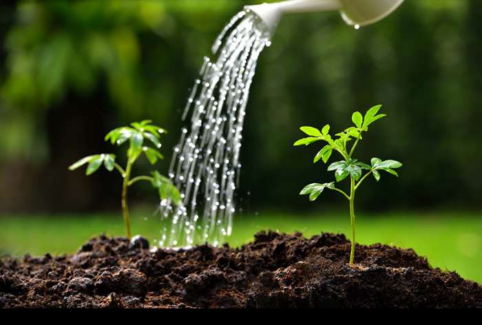 گیاهان مقاوم در برابر خشکی کدامند؟ چطور به گیاهان آب دهیم؟