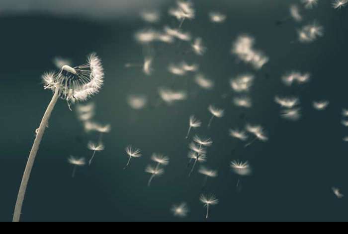 دانشمندان الگوی عجیب پرواز دانه گل قاصدک را کشف کردند
