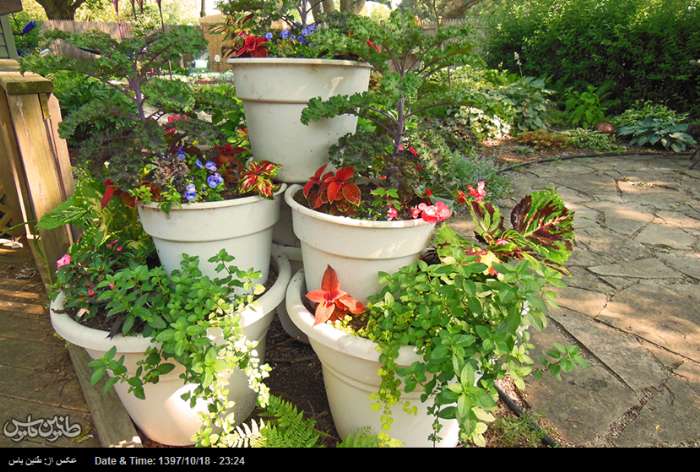 همه چیزهایی که باید درباره نگهداری گیاهان در گلدان بدانید
