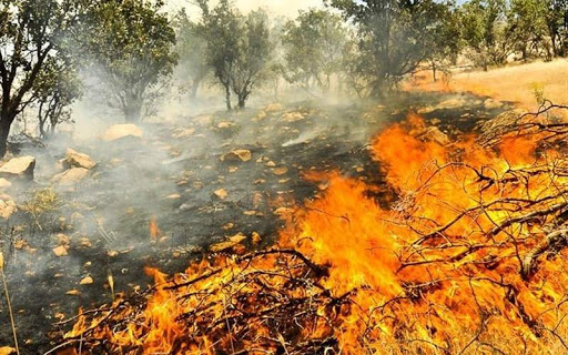 سازمان محیط زیست: ۹۹۰هکتار در آتش سوخت