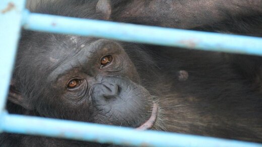 واکنش محیط‌‌زیست به مرگ شامپانزه باغ‌وحش ارم