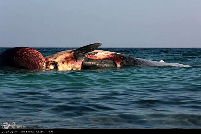 توضیح درباره دو لاشه نهنگ در ساحل کیش