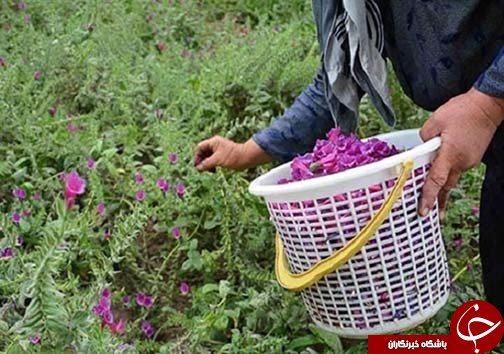 دست باز مادر طبیعت ایران و اشتغال پُر سود در عرصه گیاهان دارویی/ شغلی بدون نیاز به سرمایه با بازاری جهانی