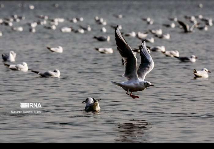 تصاویری متفاوت از میهمانان دریاچه چیتگر