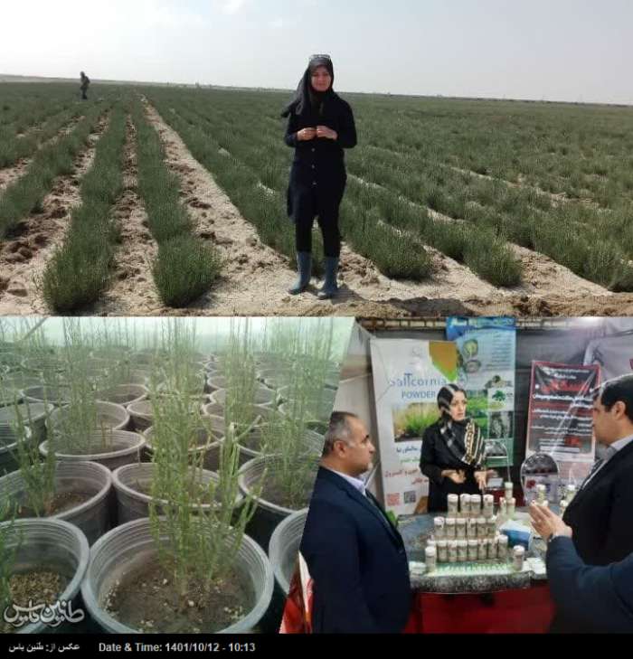 درد و دل نخستین تولیدکننده «نمک خوراکی» از گیاه سالیکورنیا در ایران/ متعادل سازی فشار خون با گیاه معجزه گر