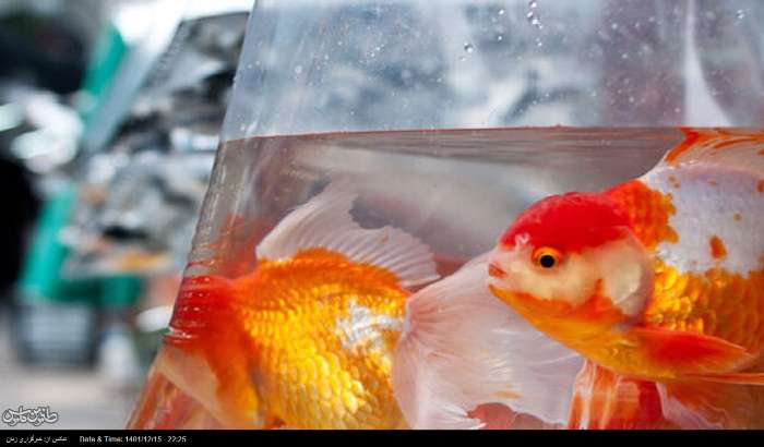 چه کنیم ماهی قرمز عید بیشتر عمر کند؟