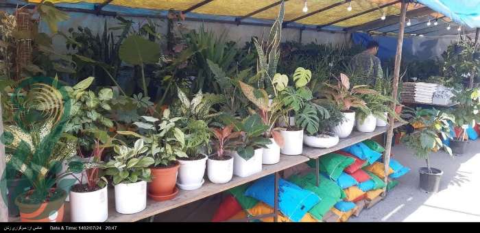 گشایش نمایشگاه محصولات بانوان کارآفرین بخش گل و گیاه در شهرستان نور استان مازندران