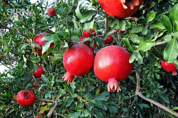 برگزاری جشنواره انار در یزد