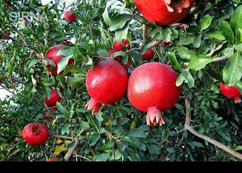 برگزاری جشنواره انار در یزد