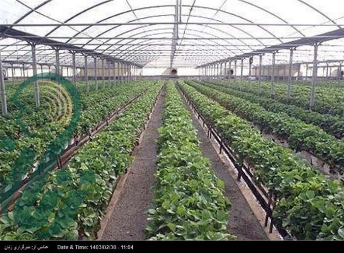 الگوی موفق صنعت گلخانه ای در مازندران/ درآمد کشاورزان ۱۰ برابر شد