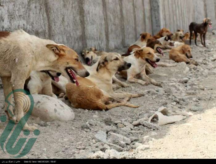 سگ های ولگردی که قاتل کودکان شده اند/ انتظار رفتار مسئولانه از شهروندانی که باعث ازدیاد سگ ها شده اند