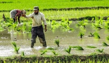 بررسی خطرات آرسنیک در برنج/ وضعیت میزان سمی بودن