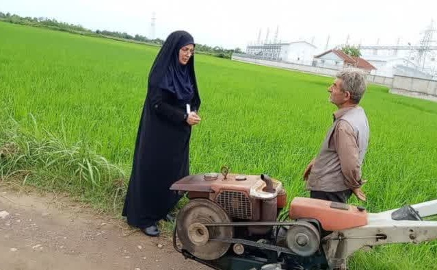 اولین برداشت  مکانیزه برنج در  شهرستان رشت