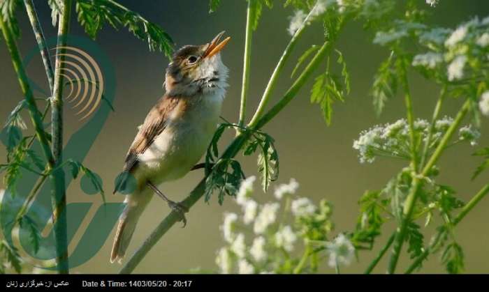 چرا پرندگان صبح‌ها بلندتر آواز می‌خوانند؟