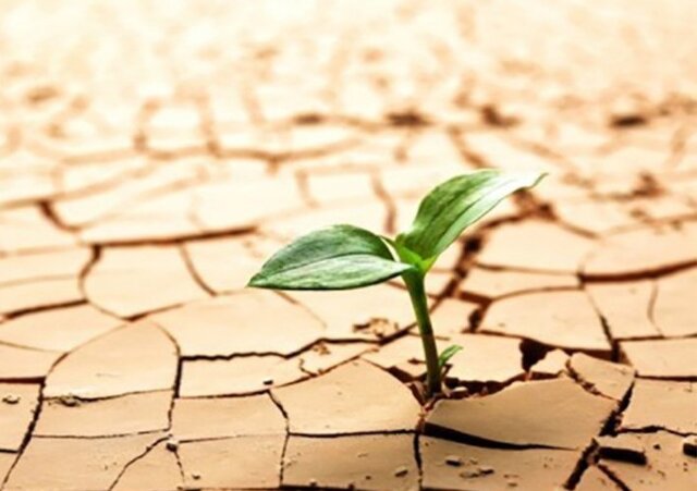 اهدای عضو؛ بذری از امید، رویشی از زندگی