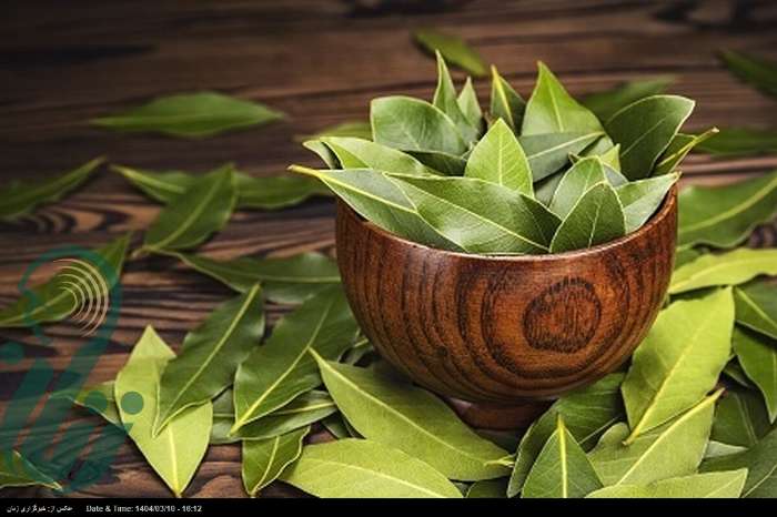 خواص درمانی و شگفت انگیز برگ یک گیاه