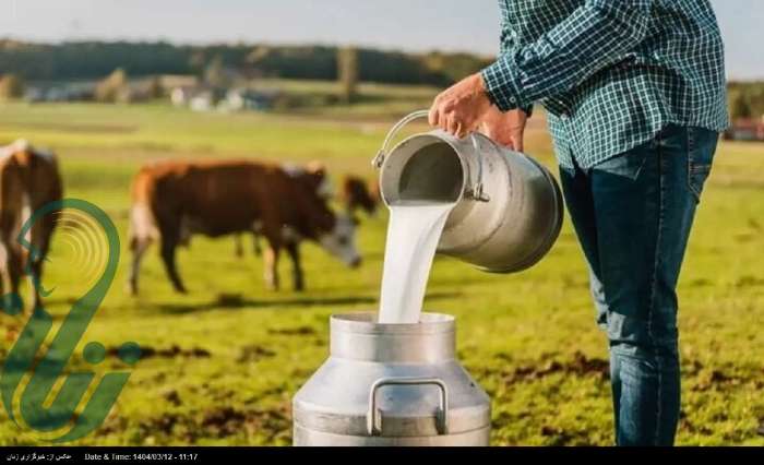 لبنیات سنتی بخوریم یا پاستوریزه؟