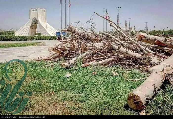 ماجرای خبرساز قطع درختان در میدان آزادی