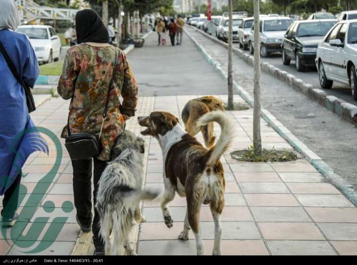 ممنوعیت سگ‌گردانی به شمال رسید