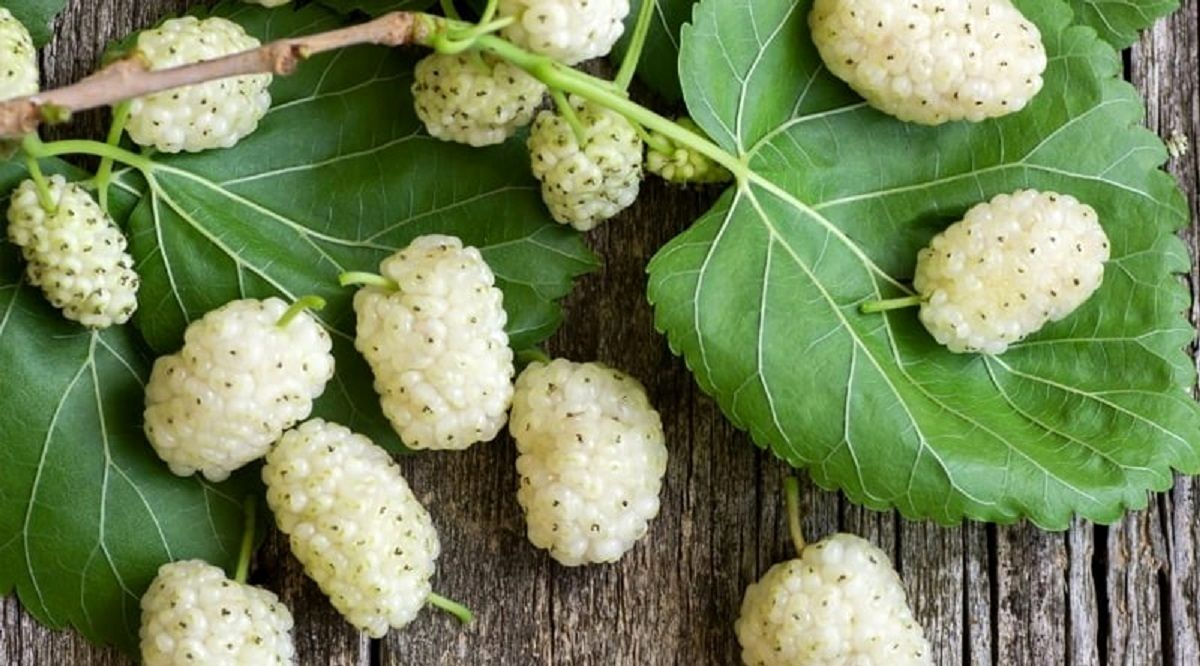 خوردن این میوه برابر است با یک داروی ضدافسردگی!
