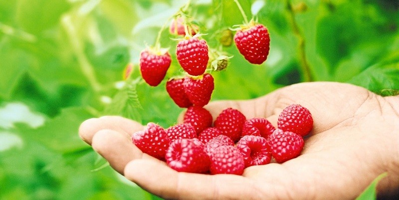 راز حافظه قوی و سلامت قلب در یک میوه کوچک