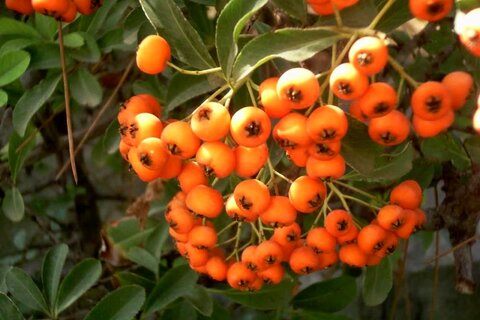 میوه‌ای برای سلامت قلب و آرامش روان