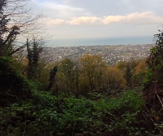 سفر به قلب پاییز مازندران؛ جنگل‌های نجارده، تابلویی از رنگ‌های زرد و طلایی