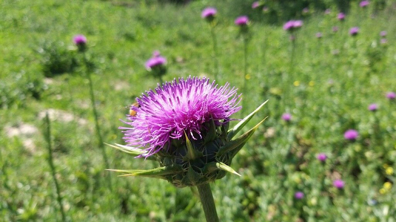 خارمریم با ترکیبات هدفمند برای سلامت کبد