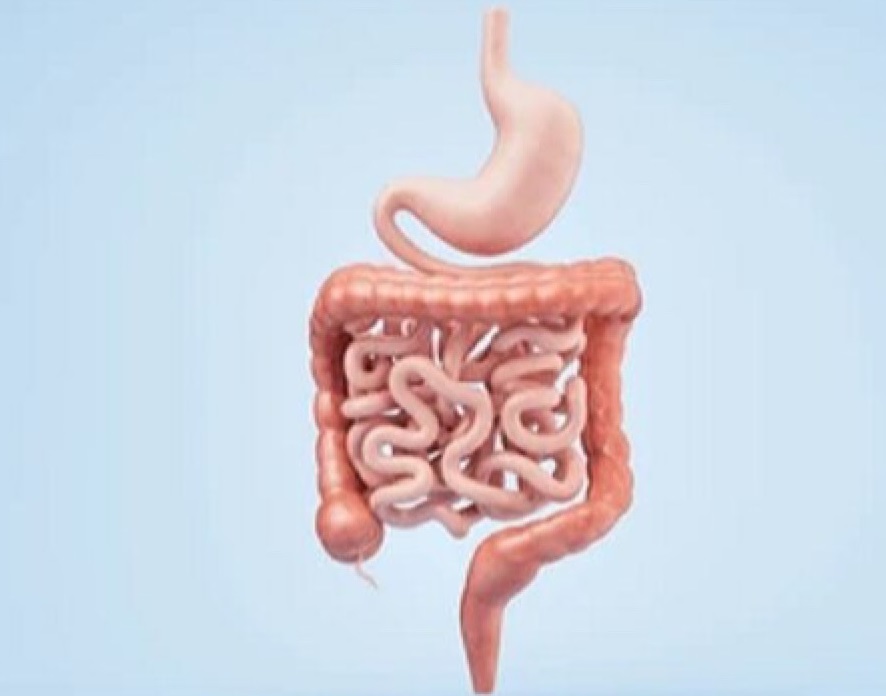 محاسبه سلامت روده با ماشین حساب