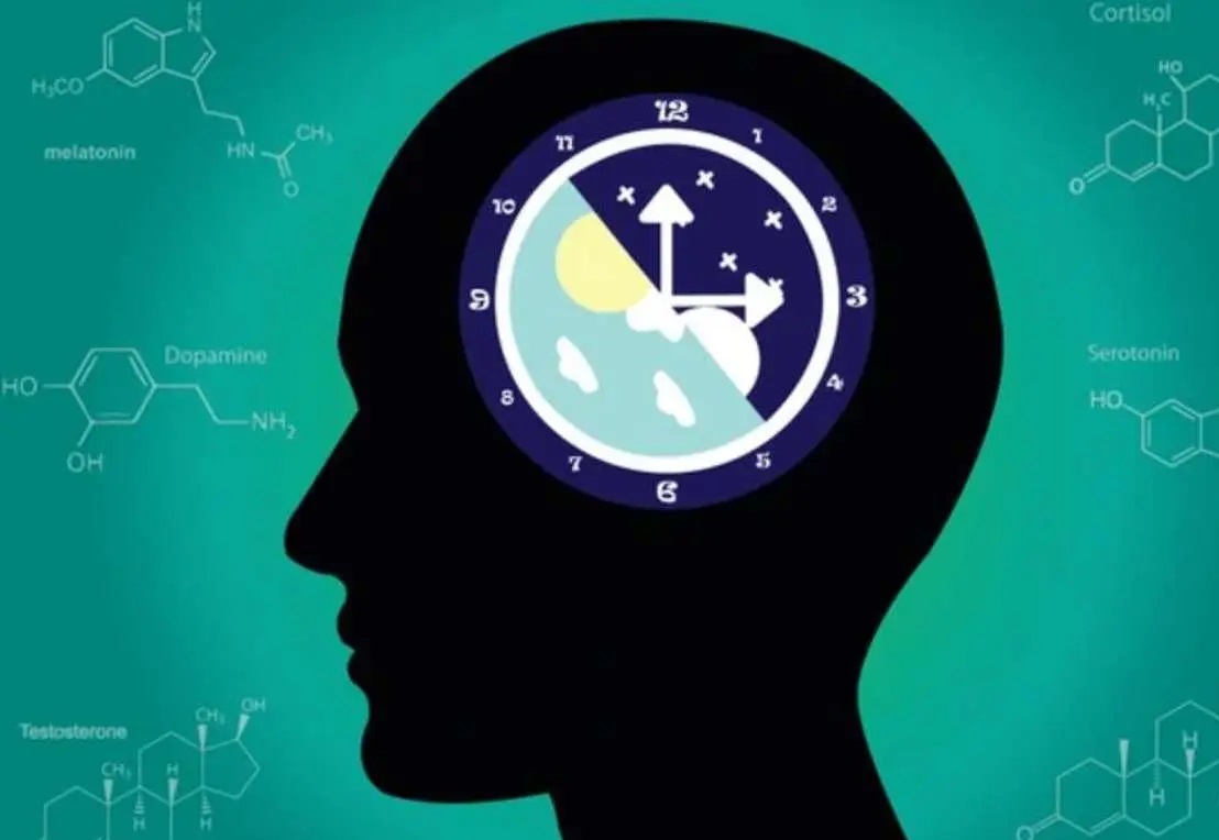 برنامه‌ریزی درسی براساس چرخه‌های مغزی